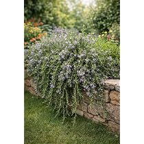 Hngender Rosmarin Prostratus  Kriechender Rosmarin im 3L-Topf |  Winterharte, immergrne & aromatische Kruterpflanze | Pflegeleicht fr  Garten, Balkon & Kche : Amazon.de: Garten