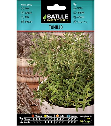 10 Graines De Marjolaine Annuelle (majorana) - Herbe Aromatique Facile à Cultiver - Pour Cuisine Et Bien-être