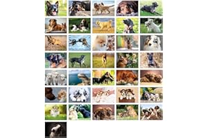 ‎CLEVER POOL Clever Pool: 36 einfallsreiche Postkarten mit einzigartigen Hundemotiven | ausgewählte Designs und Motive | Sammelspaß für Jung und Alt | ein Postcrossing Set zum Verlieben