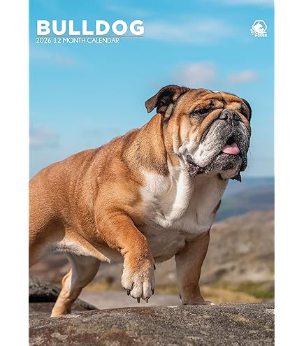 Calendrier Mural Bulldog 2026 - Format A3 (297x420 Mm), 12 Photos De Bouledogues, Reliure Spirale, Semaine Commence Lundi
