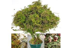 Gukasxi 150g Dried Forest Moss for Potted Plants Green Artificial Moss Decoration Natural Sphagnum Moss for Terrarium Decor, Orchid Soil Medium (4 Quarts)