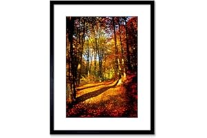 Wee Blue Coo 9x7 '' AUTUMN FOREST SUN ORANGE FRAMED ART PRINT PICTURE MOUNT PHOTO F97X189