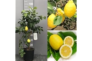 SAVINI VIVAI L'ARTE DI FARE NATURA SAVINI VIVAI citronnier, agrume Citron Sfusato Amalfi en pot de 20 cm hauteur 70 cm 2-3 ans de greffage, fabriqué en Italie