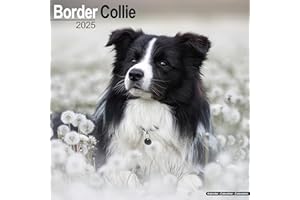 Border Collie 2025 Square Wall Calendar | Dog Breed Calendar