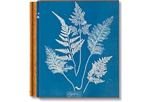 Anna Atkins. Cyanotypes
