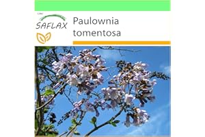 SAFLAX - Arbre impérial - 200 graines - Paulownia tomentosa