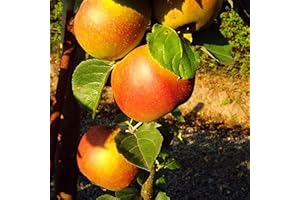 PILLE BAUMSCHULEN Winterapfel 'Roter Boskoop' – Apfelbaum kleinbleibend | 2-jährig im Topf | Saftig, Süß-Säuerlich, Perfekt zum Backen & Apfelmus
