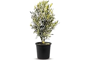 SUNNY TREE Olivo Olea Europea en forma de arbusto, altura aprox. 75 cm, incluye maceta, A+