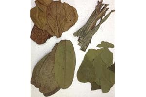 Bananen- Guaven- Maulbeer- und SeemandelbaumblätterSet (4x10 Stück) für Garnelen, Krebse & Co - original A-Markenware von garnelenshop24de - BLITZVERSAND