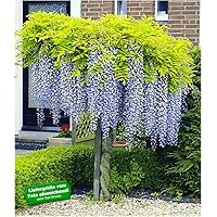 BALDUR Garten Blauregen auf Stamm winterhartes Stämmchen, 1 Pflanze Wisteria sinensis Glycinie Zierstämmchen