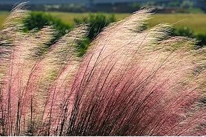 GROW YOUR SECRET GARDEN Eragrostis spectabilis, Purpur-Liebesgras, 50 Samen