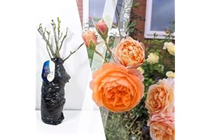 BLUE MAGIC DESIGN Bare Root Orange Shrub Rose 'Sunshine' – Vibrant Hardy Rose for Brightening Borders, Walkways & Garden Landscaping