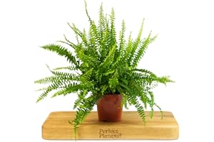 PERFECT PLANTS Boston Fern Indoor Plant - Nephrolepis Exaltata in a 12cm Pot
