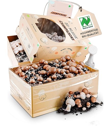 Pilz-Anzuchtset Für Zuhause - Austernpilze Aus Kaffeesatz Kultivieren