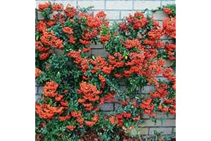 GardenersDream 10 x Red Firethorn Pyracantha Hedging Plants - Colourful Evergreen Outdoor Plants - Flowering Shrubs for Walls and Fences - Fast Growing Red Column Plant (20-40cm incl. 9cm Pot)