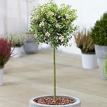 Ligusterbaum | Immergrne Liguster-Bumchen fr Terrassen, Beete und kleine  Grten | Hochwertiger gerader Stamm : Amazon.de: Garten