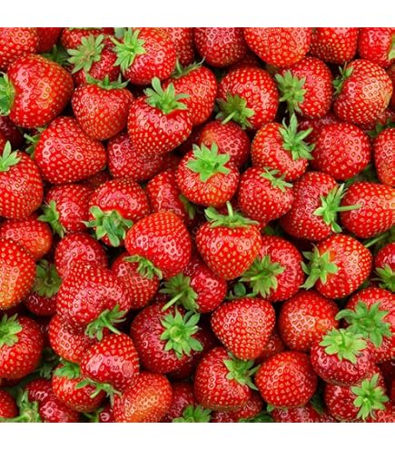 M.O　　5点　ストロベリー Strawberry 900 *Ambizu*) 9 Packs Rare Hybrid Edible Purple Yellow