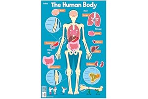 Human Body: 11 (Collins Children’s Poster)