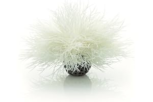 biOrb Akwarium Lilia Morska Biała