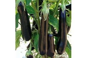 MES GRAINES POTAGÈRES Lot de 100 Graines d'Aubergine Violetta Lunga 3 - Variété Vigoureuse et Productive - Fruits violets à chair savoureuse - Indispensable en ratatouille - Semences Reproductibles