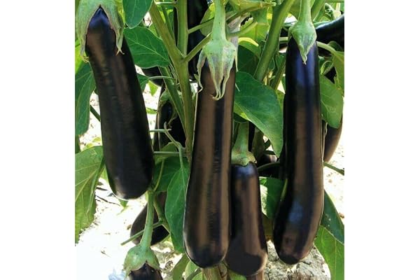 Lot de 100 Graines d'Aubergine Violetta Lunga 3 - Variété Vigoureuse et Productive - Fruits violets à chair savoureuse - Indispensable en ratatouille - Semences Reproductibles