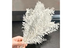 BEST ZOIKOM Dried White Ruscus Eucalyptus - 14" Real Preserved Ruscus Stem Branches, Natural White Dried Flower Plants Pampas Greenery Bunch for Boho Wedding Party, Home Decor, Vase Filler