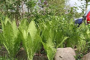 PLANTAPRO Matteuccia struthiopteris 0,5 L Topf – Winterhart, Mehrjährig, Pflegeleicht – Straußenfarn – Schattenpflanze für Beet & Garten