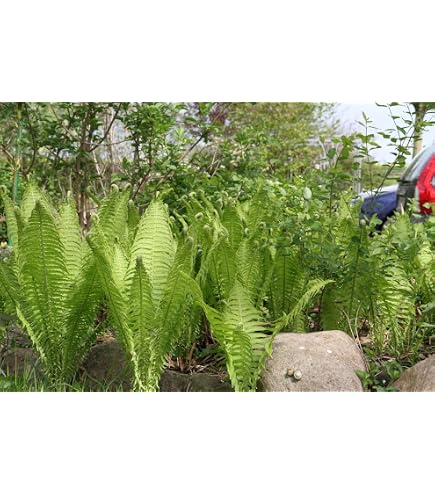 BALDUR Garten 1x Winterharter Schmuck-Farn 'Japanese Painting', Pflanze im  9x9 cm-Topf, Gartenfarn, winterharte Staude, mehrjhrig, pflegeleicht, fr  Standort im Schatten geeignet, Athyrium niponicum : Amazon.de: Garten