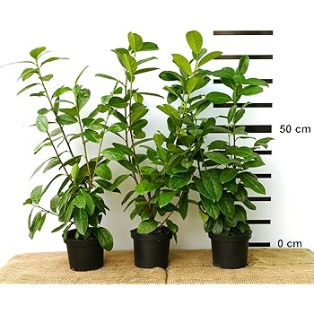 Kirschlorbeer für Hecken Cont. 120 - 150 cm: Amazon.de: Garten