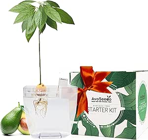 AvoSeedo Grow Your Own Avocado - Unusual Gardening Gifts for Women | Avocado Tree Kit with Plant Pot | Outdoor Indoor Plant | Home Decorations Accessories | Allotment Gifts for Her