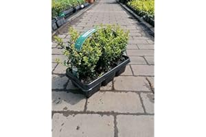 BLUMEN-SENF Ilex 'Crenata' 20-25 cm – 6 Stechpalmen Heckenpflanzen – Ideal als Buchsbaum-Ersatz für pflegeleichte, immergrüne Hecken – Winterhart, robust & vielseitig verwendbar für Garten und Terrasse