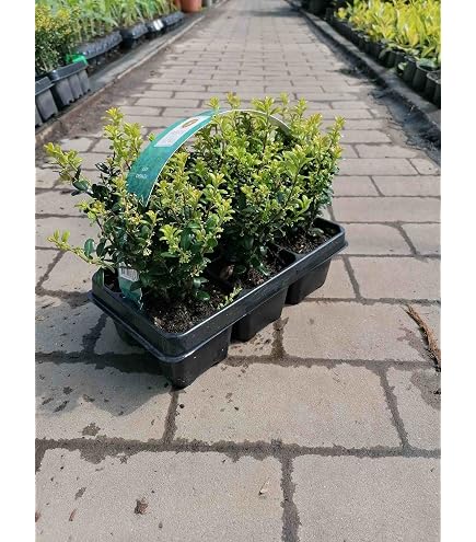 500 Liguster Stecklinge reichen fr 100 Meter Hecke : Amazon.de: Garten