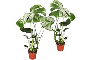 BLUME IDEAL Monstera Deliciosa Lot de 2, 55-70cm, ø 12-15cm Pot, Ensemble de Plantes pour Maison et Bureau, Qualité de Professionnel de Plantes, Livraison Rapide de Plantes, Idéal pour la Végétalisation des