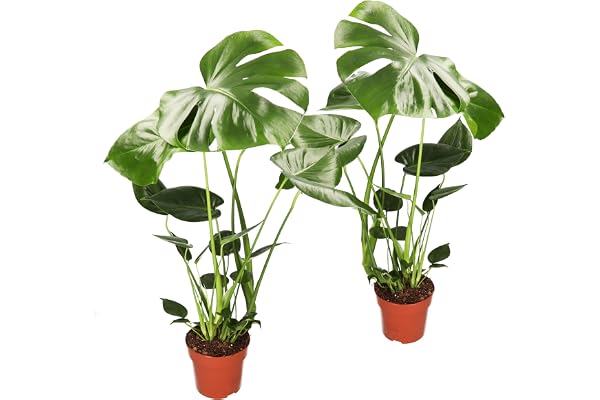 Monstera deliciosa Lot de 2 feuillets de fenêtre, env. 55-70 cm, pot de 12-15 cm de diamètre, faciles d'entretien pour appartement et bureau, qualité professionnelle