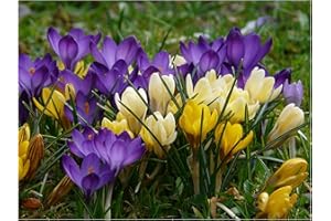 Oliwier's Bulbs 20 x Crocus Species Mixed Spring Flowering Bulbs Botanical Dwarf Early Flowers Ready for Planting Now, Yellow,Green,White,Purple