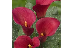 DUTCH BULBS EXCLUSIVE PLANTS FROM HOLLAND Bulbi di calla Red Passion Zantedeschia, 5 bulbi veri e grandi che portano più di 5 fiori, pianta ideale per il giardino, dall'Olanda (non seminati e non artificiali)