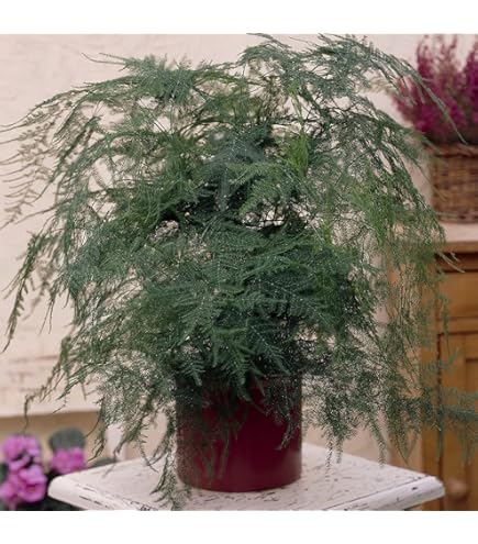 Zierspargel - Asparagus aethiopicus, Sprenger's Asparagus 10 Samen '''Bonsai  geeignet''' : Amazon.de: Garten