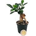 POWERS TO FLOWERS - FICUS GINSENG MINI IDEALE PER TERRARIUM, Pianta vera