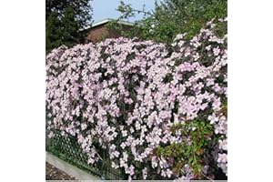 CLEMATISONLINE 2 x Clematis Montana Rubens - Set di 2 piante rampicanti Clematis, rosa - piante rampicanti pluriennali fiorite/micrati e durature invernali - 2 vasi da 1,5 litri