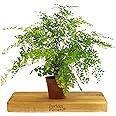 Delta Maidenhair Fern - Adiantum Raddianum in a 12cm Pot