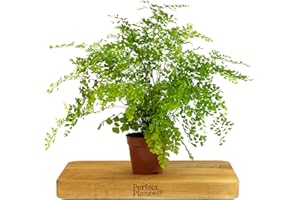 PERFECT PLANTS Delta Maidenhair Fern - Adiantum Raddianum in a 12cm Pot