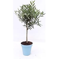 im Pflanzkübel: Olivenbaum Stamm Olive 80-110 cm hoch, beste Qualität, Olea Europaea