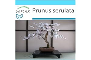 SAFLAX - Kit cadeau - Cerisier du Japon - 30 graines - Prunus serulata