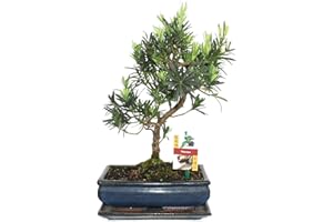Exotenherz - Bonsai Steineibe - Podocarpus macrophyllus - ca. 10 Jahre