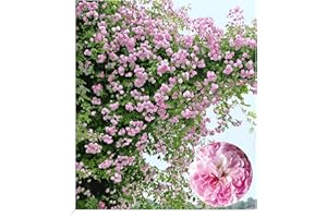 BALDUR Garten Rambler-Rosen 'Paul's Himalayan Musk Rambler', 1 Pflanze, Kletterrose, Schlingrose, winterhart mehrjährige Kletterpflanze, blühend, Rosa Hybride