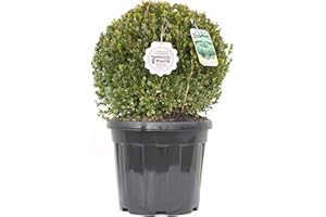 Vannucci Piante - Buxus microphylla 'Faulkner', Bosso, Palla, Pianta vera in vaso, Pianta da terrazzo (cod. 20)