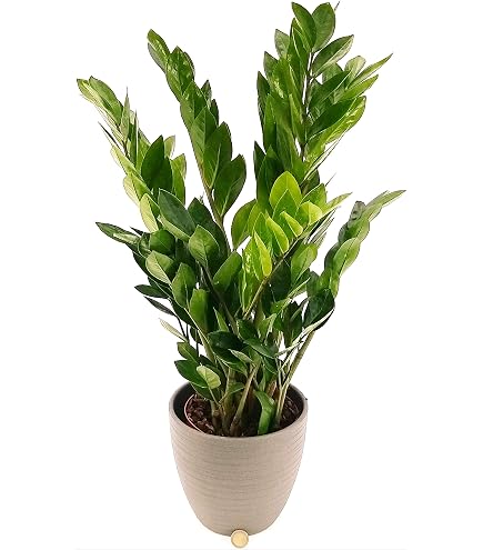 Pianta Lacrima D'Angelo Verde O Edera Pollyanna (Soleirolia Soleirolii