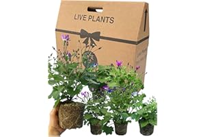 VERDANT LIVING Senetti Plants Live for Planting - 6 Large Garden Ready Plants 1ltr Pot Size. Well Rooted & Established Pot Bedding, Adding Flower Colour to Containers, Baskets, Patios & Beds. Mixed Coloured Flowers