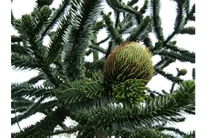 GREEN FUTURE PFLANZENHANDEL Chilenische Andentanne Araucaria araucana Pflanze 5-10cm Araukarie Schmucktanne