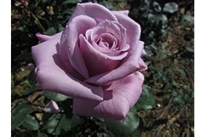 BIRSPPY Twice in A Blue Moon - Bareroot Hybrid Tea Garden Rose Bush - Beautifully Shaped Large Silvery Lilac Blooms - Fantastic Strong Fragrance